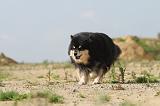 CHIEN FINNOIS DE LAPONIE 364